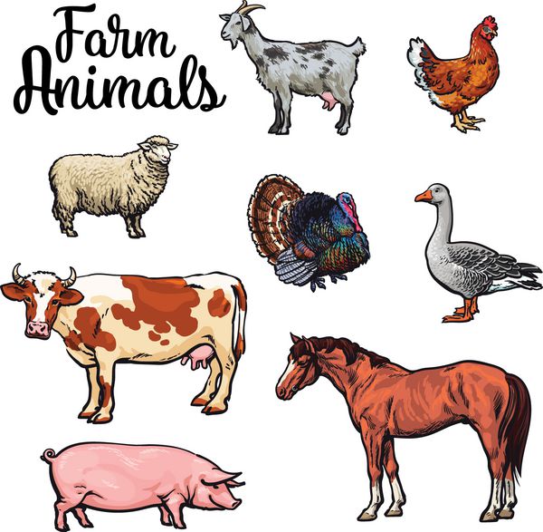 حیوانات مزرعه گاو خوک مرغ غاز طیور وکتور رنگی دام سبک طرح با مجموعه ای از حیوانات جدا شده محصولات حیوانی واقعی برای فروش بوقلمون اسب و بز گوسفند