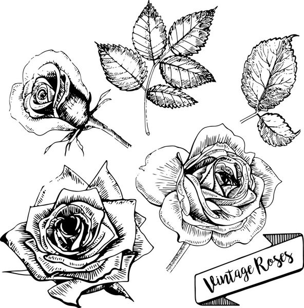 وکتور مجموعه گل رز هنر قدیمی طراحی شده با دست بورجون های گلدار به سبک حکاکی شده