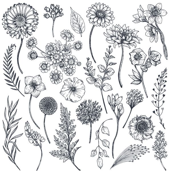 مجموعه ای از گل ها و گیاهان طراحی شده با دست