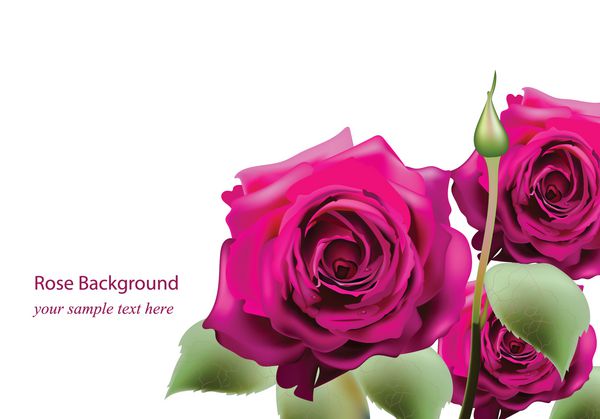دسته گل رز صورتی واقع گرایانه کارت پستال گل های زیبا برای روز ولنتاین تولد سالگرد مبارک جدا شده بر روی پس زمینه سفید - وکتور