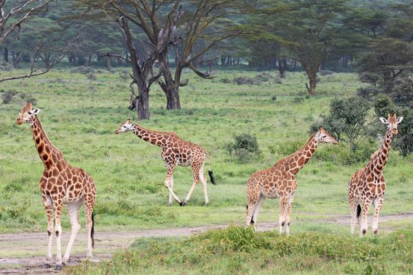 گروه وحشی بسیار معرض خطر راتسچیلد زرافه زرافه Giraffa rothschildi در آفریقا ناکورو کنیا دریاچه کنیا تنها چند صد نفر از این زرافه باقی مانده در طبیعت وجود دارد