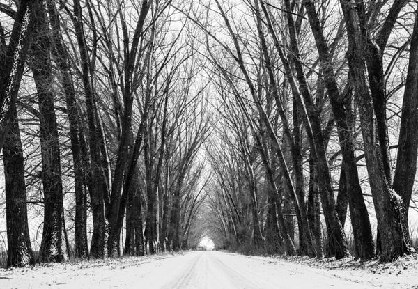 سایه ها درخت سیاه و برف سفید نمایش خیابانی از طریق جنگل های قدیمی