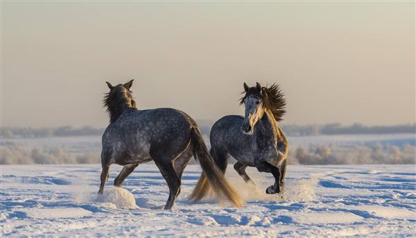 رقص دو اسب اسپانیایی در برف در غروب خورشید
