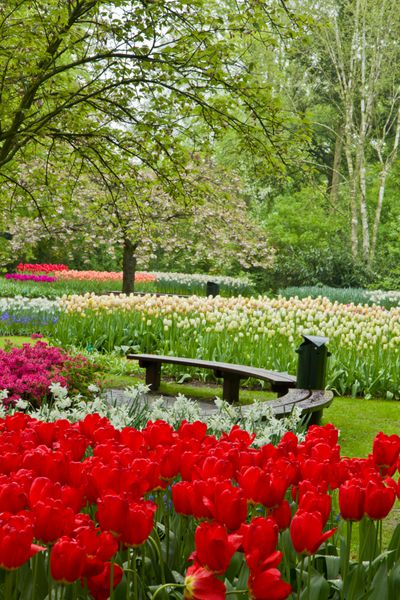 نیمکت راحت در میان گل های بهار و شکوفه در باغ هلندی 39Keukenhof39 هلند