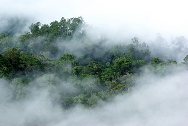 مه غروب در جنگل های بارانی متراکم کنگ کراکن تایلند