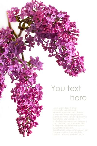 مجموعه ای از گل های یاس بنفش بر روی زمینه سفید با متن نمونه