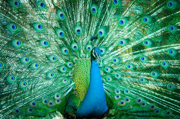 پرتره طاووس با پرهای از