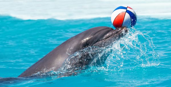 دلفین با یک توپ