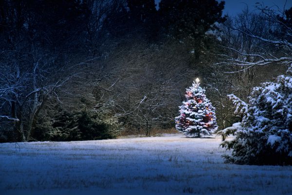 این درخت کریسمس تحت پوشش برف به وضوح در برابر آبی تیره آبی این صحنه برف پوشیده است نور به نظر می رسد جادویی به عنوان صحنه اطراف آن را روشن می کند