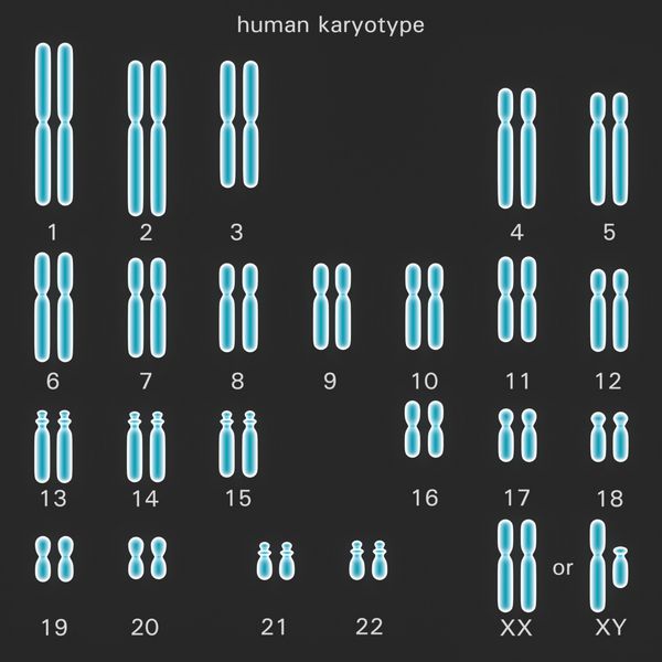 كاریوتایپ طبیعی انسان كه كروموزومهای متصل به دیپلید است وابسته به تعداد اندازه و كنترل و كنترل آنها ویژگیهای ارثی در ژنتیك