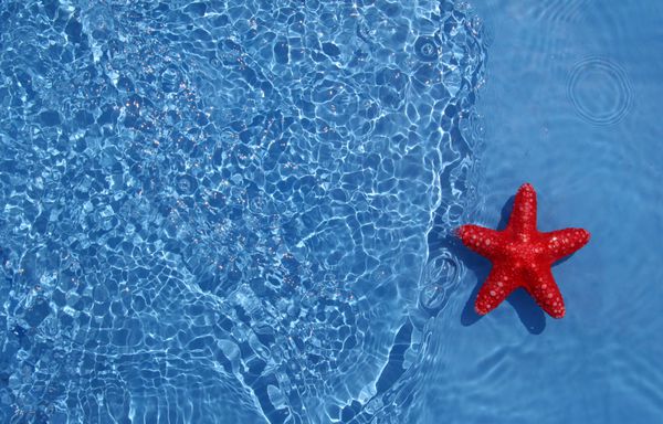ستاره دریایی ناز در آب