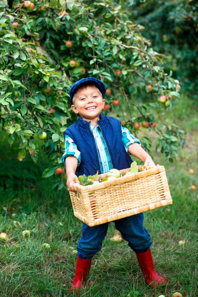 برداشت سیب پسر کوچک ناز کمک به باغ و جمع آوری سیب در سبد