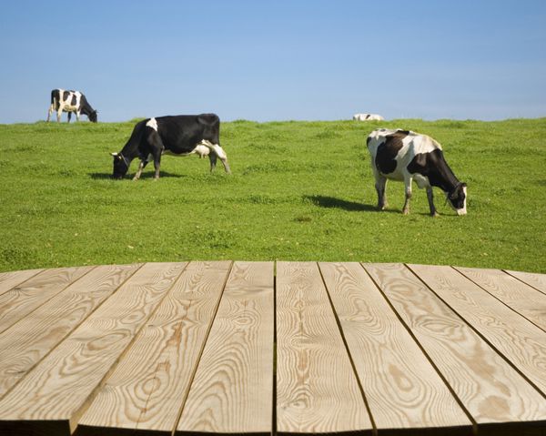 تخت چوبی خالی با گاوهای سیاه و سفید بر روی چمنزار سبز در پس زمینه