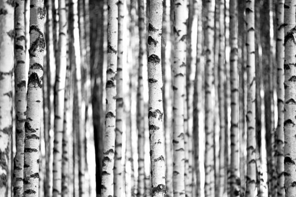 تنه درختان درختان سیاه و سفید