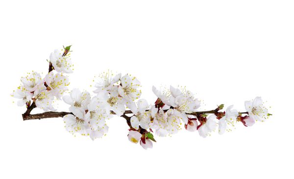 شعبه با شکوفه های صورتی جدا شده بر روی سفید