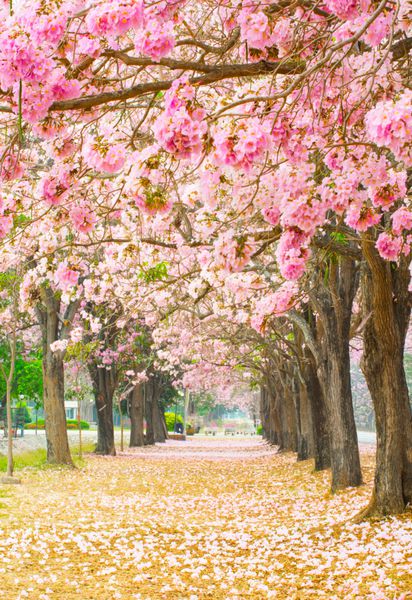 گل های صورتی Tabebuia rosea شکوفه