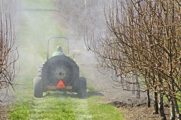 تراکتور با استفاده از سم پاش هوا با یک حشره کش شیمیایی یا قارچ کش در باغی از درختان هلو در اورگان