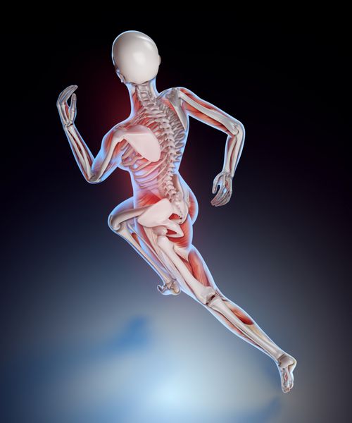 آناتومی دونده زن تصویر پزشکی ورزشی