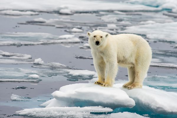 خرس قطبی بر روی ذوب یخ پوشیده شده در دریای آرکی