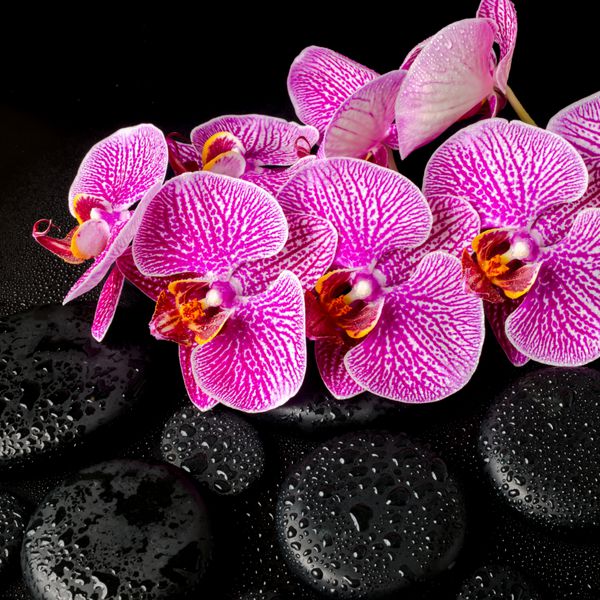 مفهوم آبگرم زیبا از شاخه شکوفه از ارکیده بنفش نازک phalaenopsis بر روی سنگ زین با قطره نزدیک