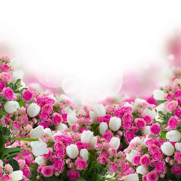 دسته گلهای گل رز صورتی و سفید گل لاله ها روی پس زمینه سفید می شوند