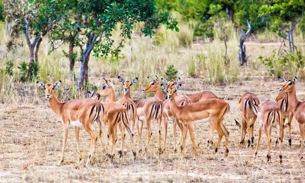 Antelopes Female Impala در پارک ملی Kruger آفریقای جنوبی