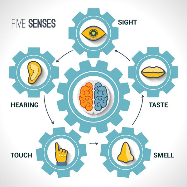 پنج مفهوم حواس با آیکون های مغز انسان و مغز در تصویر برداری از چرخ دنده ها