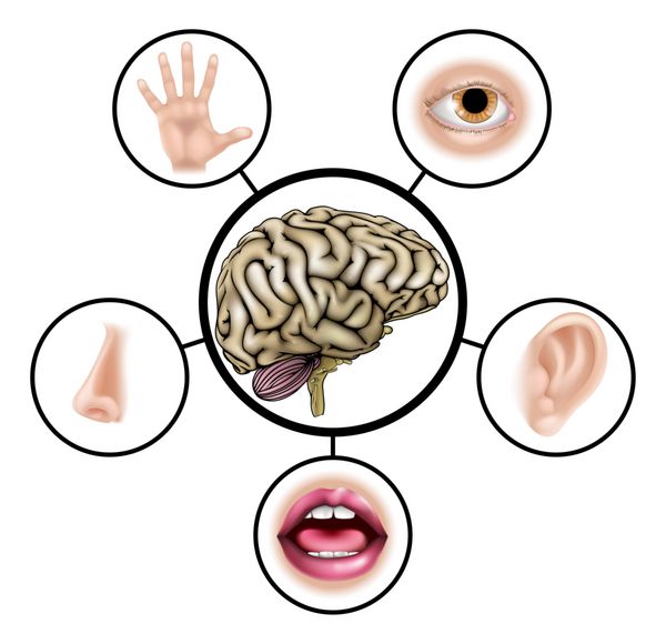 یک تصویر آموزشی آموزش علمی از آیکون هایی که پنج حس را به مغز مرکزی متصل می کنند
