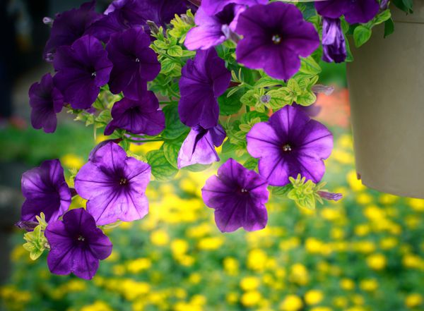 گل بنفش را در مزارع حلق آویز در باغچه ای با پس زمینه سبز زرد و سبز تزئین کنید