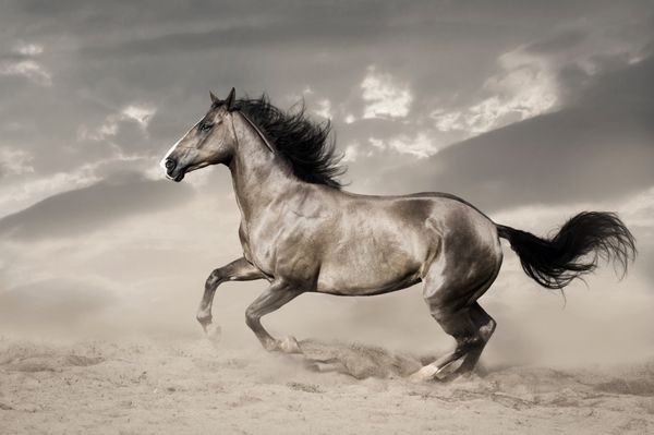 اسب چهارگوش آمریكا