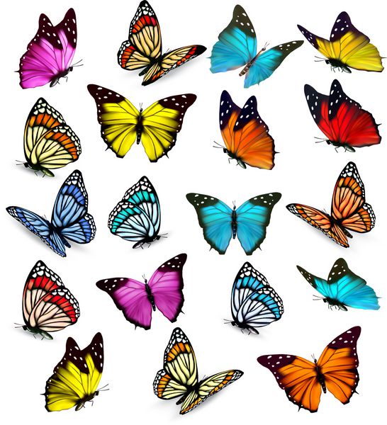 مجموعه بزرگ پروانه های رنگارنگ بردار