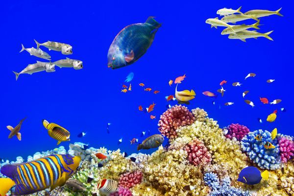دنیای زیر آب با شکوه و زیبا با مرجان ها و ماهی های گرمسیری