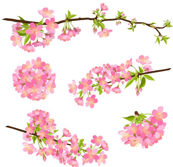 شکوفه های شکوفه های زیبا بردار بهار گل صورتی زیبایی