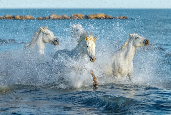 اسبهای سفید Camargue در امتداد ساحل در Parc Regional de Camargue Provence France