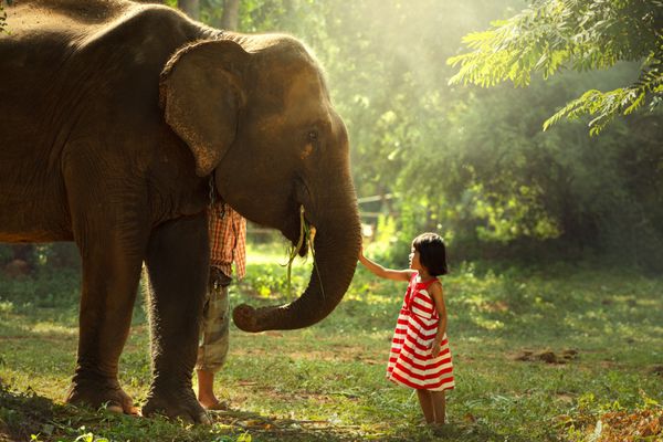 دختر با فیل ها در طبیعت بود
