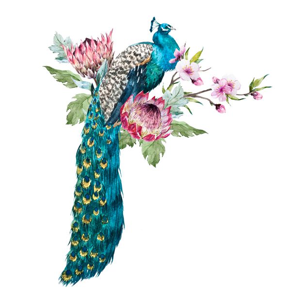 تصویر آبرنگ طاووس با گل صورتی گل گل داوودی پروتئوس گل صورتی