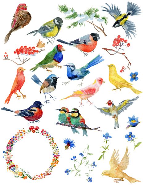 جدا شده با گل های زیبا و پرندگان نقاشی آبرنگ پرنده های آبرنگ
