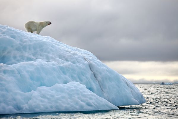 خرس قطبی بر روی کوه یخ