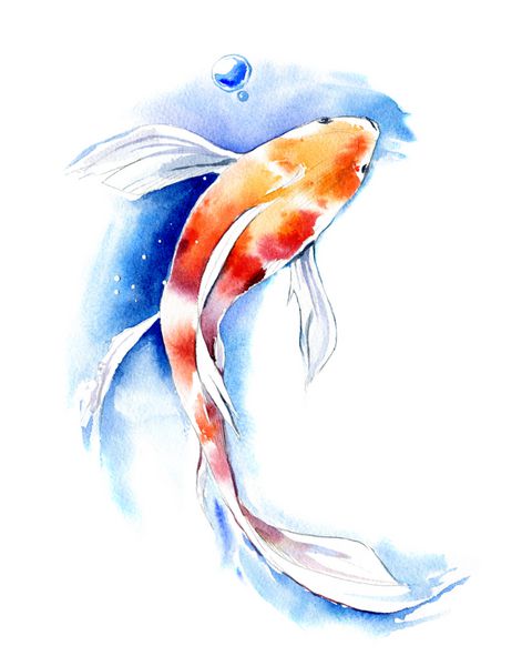 تصویر آبرنگ دست کشیده ماهی Koi کاپ در زمینه سفید عنصر برای طراحی دعوت نامه ها پوسترهای فیلم پارچه و اشیاء دیگر
