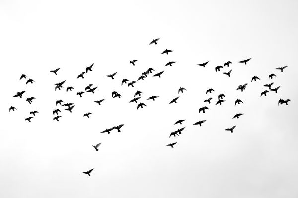 Silhouettes از گروه پرواز از کبوتر در سیاه و سفید