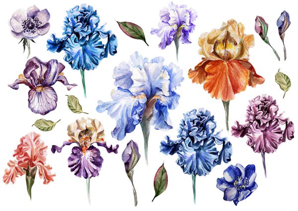گل های آبی رنگ آبرنگ و Anemone تصویر