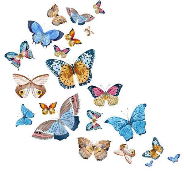 مجموعه آبرنگ از پروانه ها پرواز از گوشه پس زمینه سفید