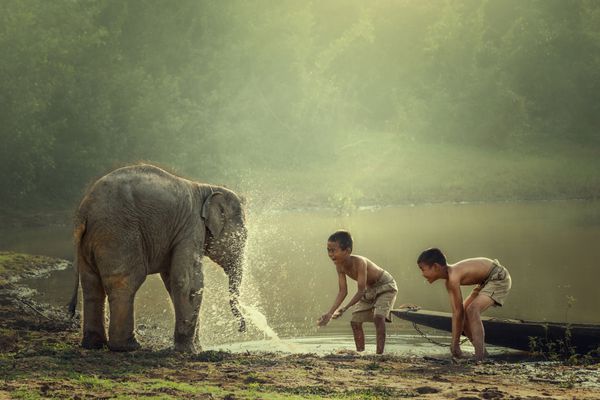 دو پسر آب پر از آب با فیل نوزاد در حوضچه است