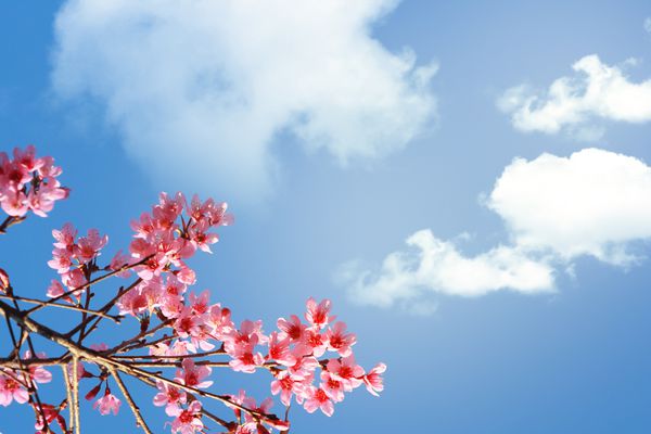 پس زمینه آبی و صورتی با شکوفه های گیلاس قاب آسمان پر جنب و جوش روشن با نور خورشید
