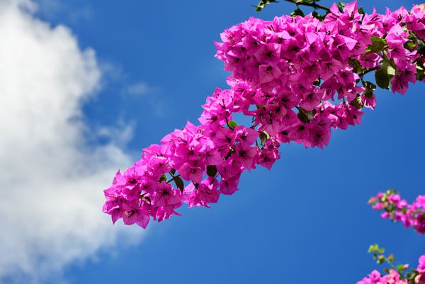 شاخه گل زیبا bougainvillea در پس زمینه آبی رنگ