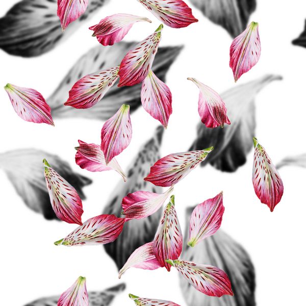 آبرنگ انتزاعی الگوی گل بدون درز با گلبرگ alstroemeria