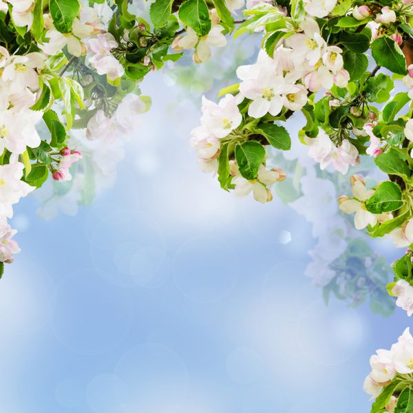شاخه های تازه بهار درخت سیب با گل پس زمینه عید پاک فصلی طبیعی مناسب برای کارت تبریک و invintation