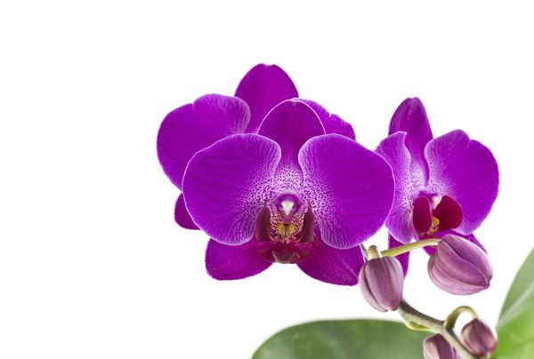 گل ارکیده بنفش متعلق به Orchidaceae خانواده متنوع و متنوع گیاهان گلدار است
