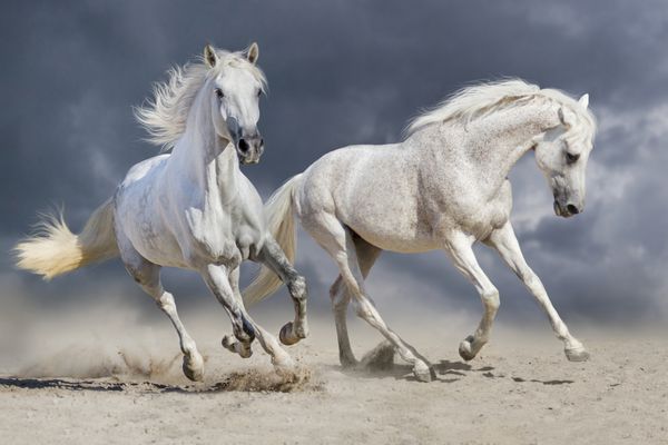 زن و شوهر از اسب در برابر آسمان آبی ابر و در حال اجرا