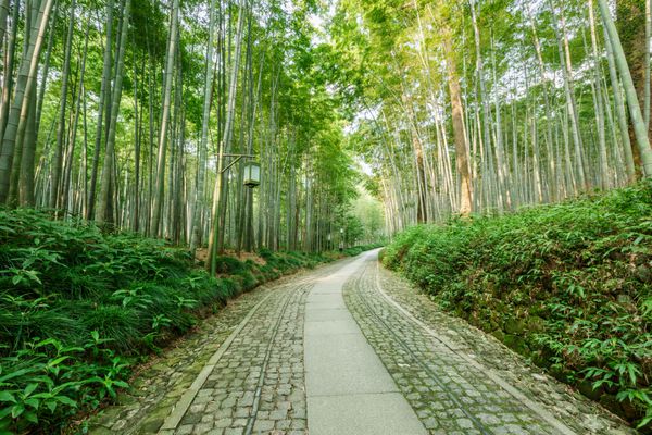 دنباله جنگل بامبو آرام در Hangzhou چین